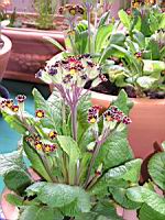 Polyanthus - Gold Laced (3) (Photo F. Mrugala)
